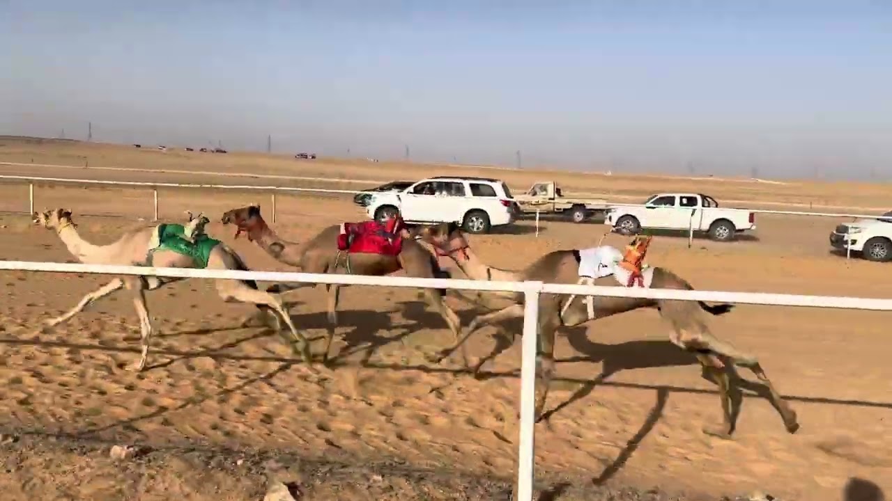 ضرغام/ عبدالله زياد الشمري