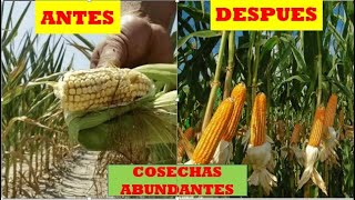 Cultivo Exitoso 3 Claves Para Cultivar Maiz Agronomia Jojoto Rentabilidad Del Campo