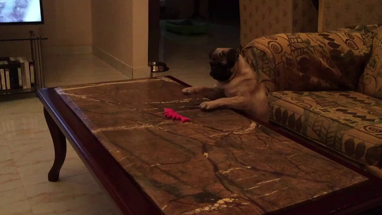 BOOGY .. Funny Smart Pug