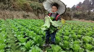 天气有点小雨，我们两口子下田地摘菜。妈妈种的菜真多真好#记录真实生活 #农村生活 #分享 #旅行vlog