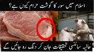 why Pork Meat Is Haram In Islam | Scintific Research Conforms Today | Urdu / HIndi