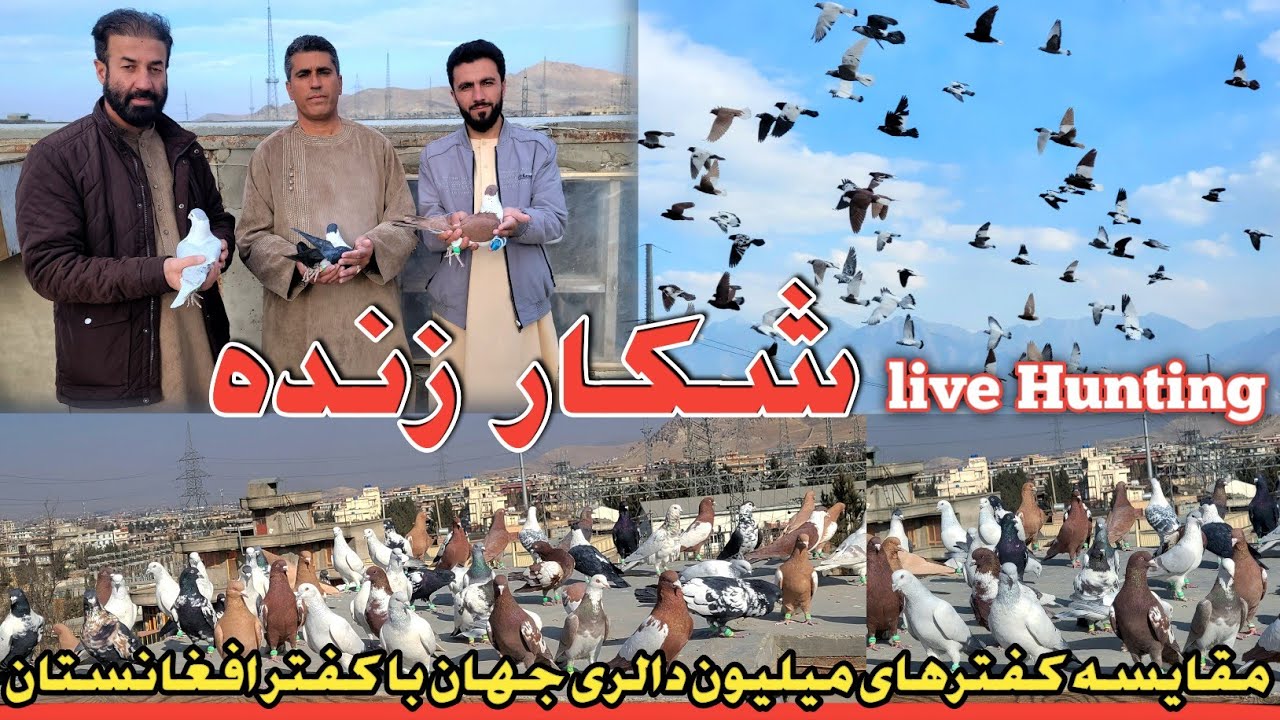 شکار زنده/مقایسه کفترافغانستان باکفترهای میلیون دالری جهان/بهترین های رنگ سبز{سبزنقش،پتین،جوگی،روشن}