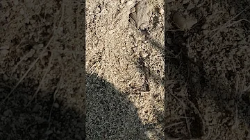 Cosa fa la rana d'inverno?