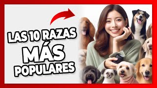 ¿Cuál es tu PREFERIDA? Conoce Las 10 RAZAS DE PERROS más POPULARES del Mundo