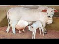 Top ⭐ 5 Highest Milking Cows In The World || Sahiwal Cow,Gir Cow,Girlando Cow,Jersy Cow,Hf Cow