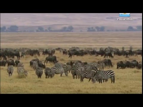 Vídeo: El Camino Al Cráter De Ngorongoro - Matador Network