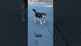 goofy dog playing with his toy car #dogplaying #servicedog #dogcoach #huskylife