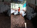 BAHAN BAKU PEMBUATAN PUPUK KOMPOS #organik #pupukcair #agriculture #pertanian #pupukorganik