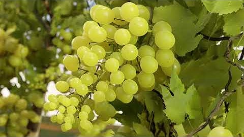 Grape Growth in Blender with Geo Nodes