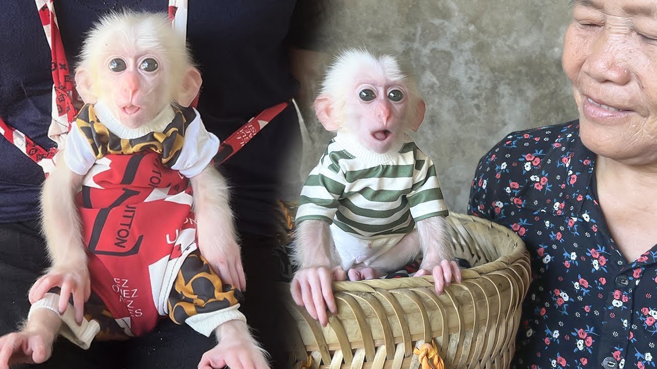 Monkey Poor and Hong prepare for an exciting camping trip!