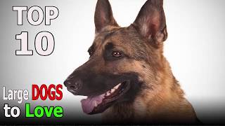 Top 10 Large Dog Breeds That Are Impossible Not to Love | Top 10 animals by TOP 10 Animals 1,534 views 6 years ago 4 minutes, 43 seconds