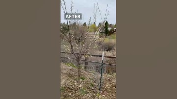 Plum Tree 2 - 2022 Prune #shorts