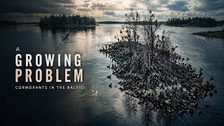 Eerie Silence: A Cormorant Island Like You’ve Never Heard Before