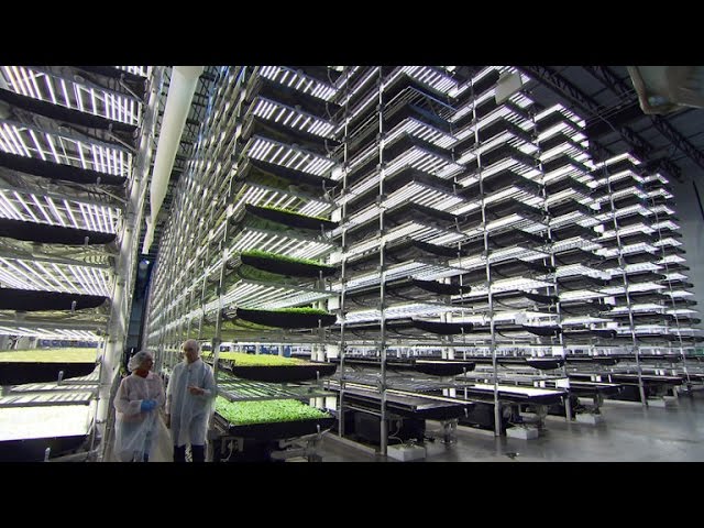 How Aerofarms' vertical farms grow produce