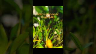 How to create cinematic Frame in video using capcut. #viral #capcut #Edits #viralvideo