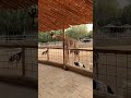 الزرافات الطويلة