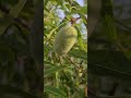almendro #almendros #almendras #agricultura #agriculture