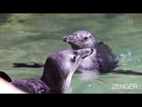 Penguin Chicks Need Swimming Lessons From Keeper