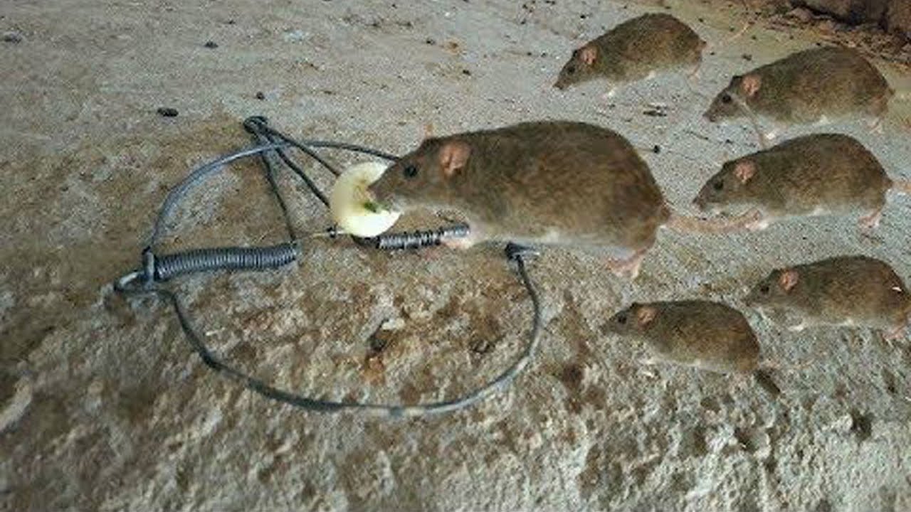 صناعة الفخ لصيد الفئران والطيور