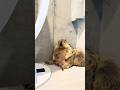 The Most Majestic Marmot Sit Ever #marmot #mamochi #shorts