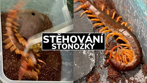 Kde najít stonožky?