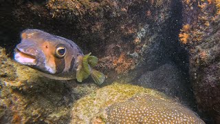 Les Yeux En Coeur Du Diodon Ou Poisson Porc-Épique