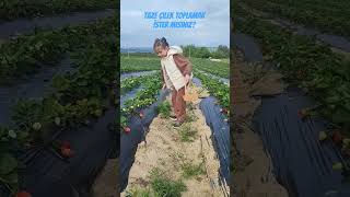 Taze Çilek Toplamak İster Misiniz? #çilek #bahçe #fyp #trendingshorts #adana #doğal