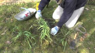 Dividing and replanting snowdrops