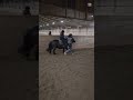 Gallop🎀, ble leid fordi Blackie altså den jeg ride bukket med en på kurset