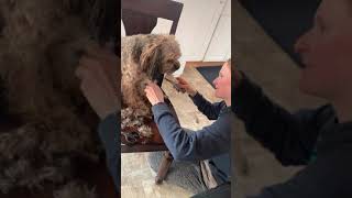 DIY Cavapoo Haircut by The Rugged Stud 91 views 3 years ago 1 minute, 3 seconds