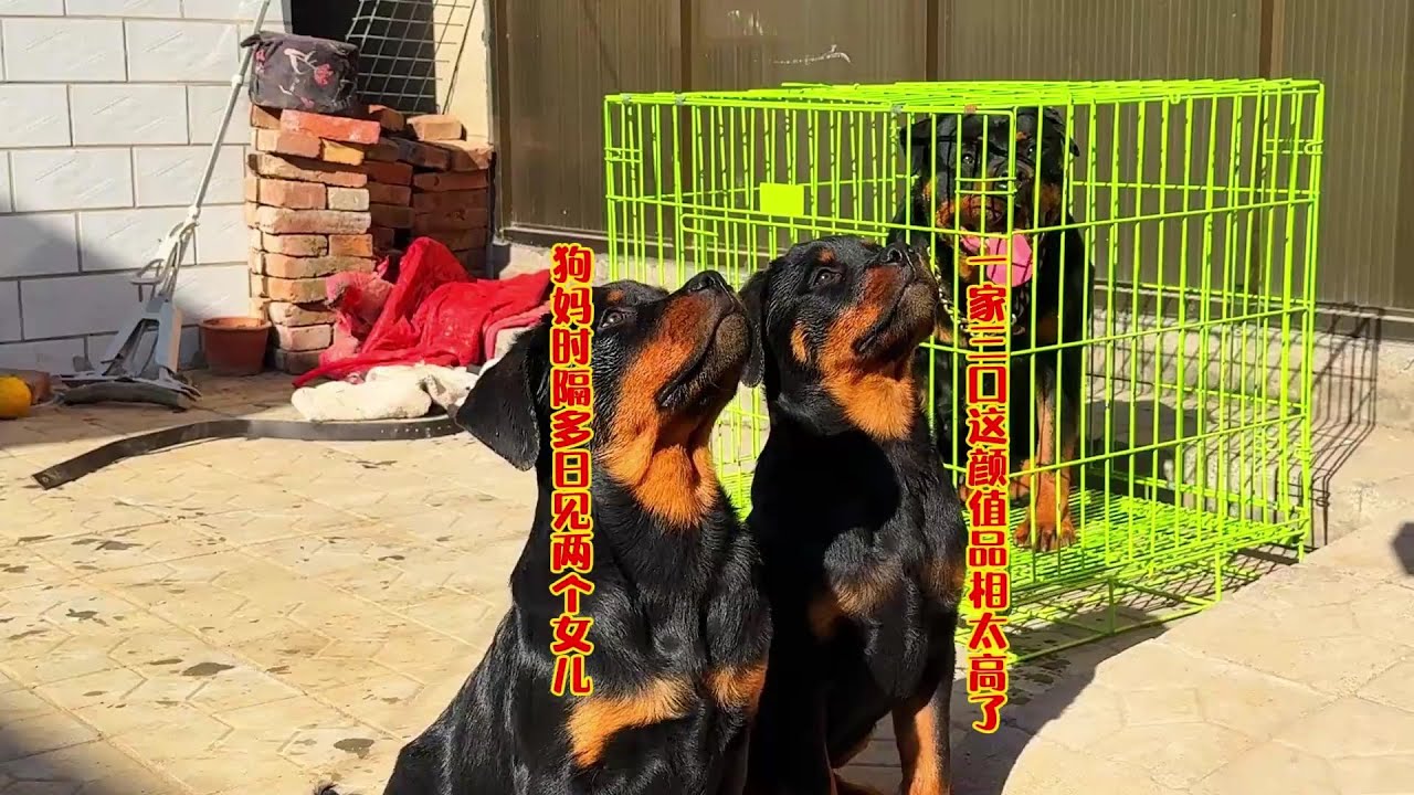 罗威纳时隔多日见亲生女儿，一家三口颜值品相太高了