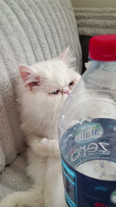 She licks @YouTube #licks #lick #illustrationnation #cat #animal