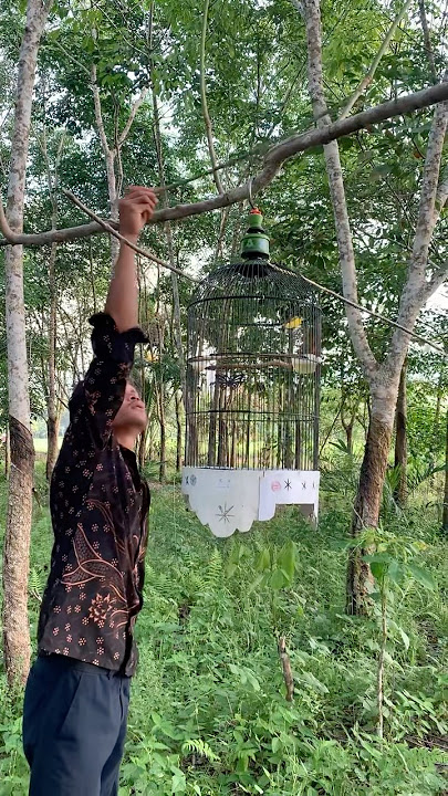 Pikat Pulut Burung Sogon #fyp #views #bolang #subscribe @PebriHalomoan