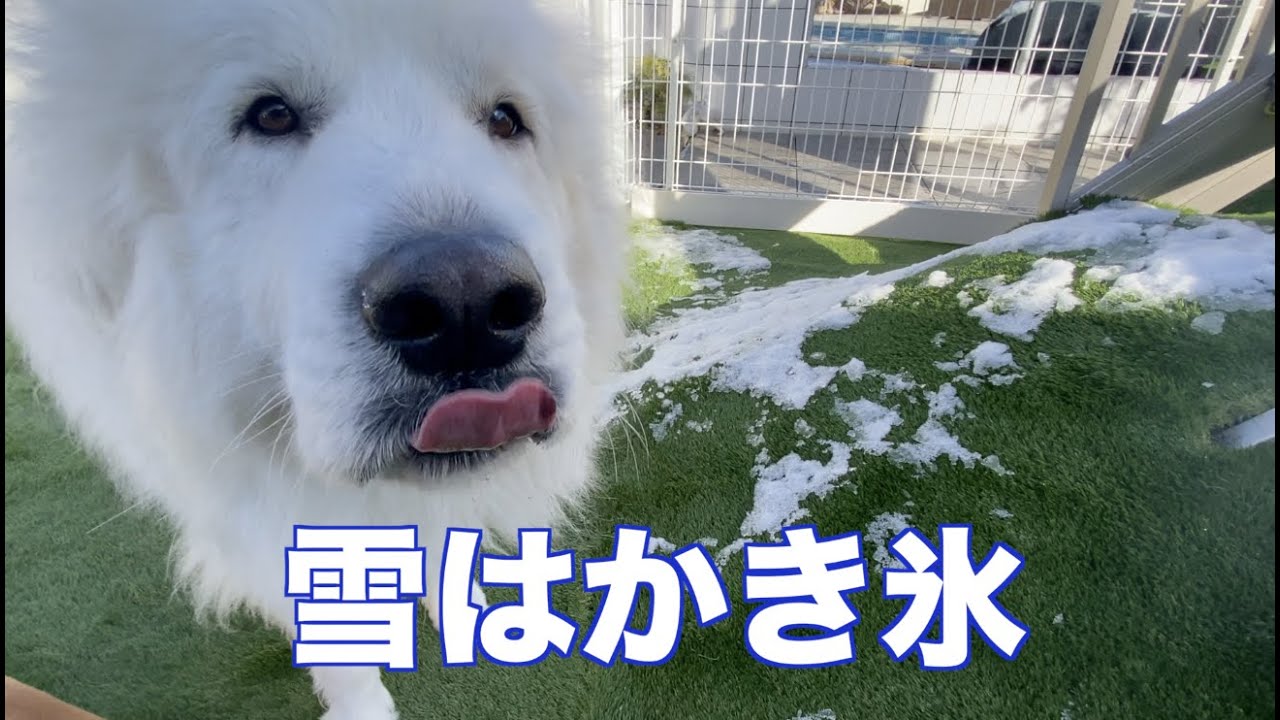 雪を食べるグレートピレニーズ