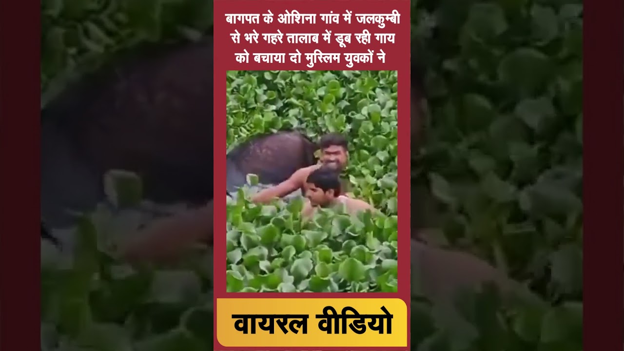 दो मुस्लिम युवकों ने बचाया डूब रही गाय को , घटना बागपत के ओशिना गांव की
