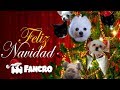 Jingle Bells (Navidad) - Cover Animales