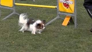 Agility competition PRAGIL (6.-7.11.2010) SLOW MOTION MOVIE by www.DogSports.cz