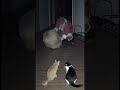 Did you hear a VOICE coming from the gift bag? #Cat #Krampus #Paranormal