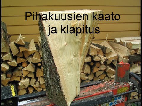 105 Pihakuusen kaato ja klapitus @ECAart