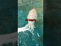 魚を見たら今すぐ逃げろトムジェリのさかなについて#さかな #トムとジェリー#魚 #トレンド