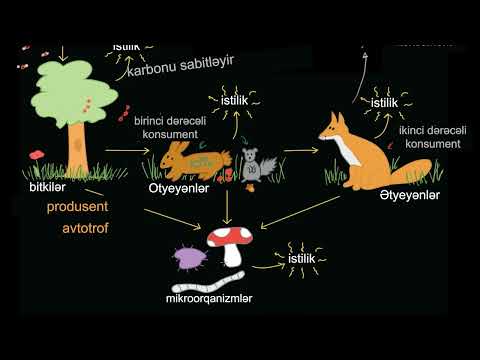 Video: Ekosistemdə maddə və enerji axını arasında fərq nədir?