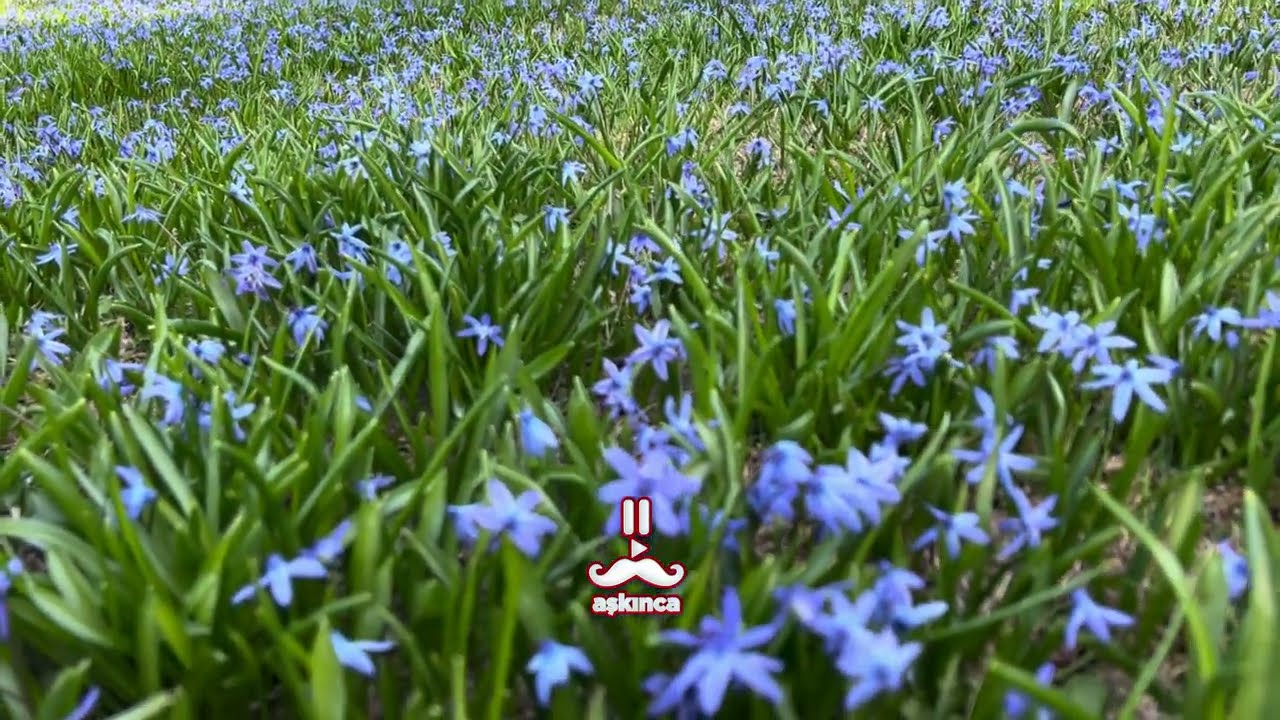 Mavi Yıldız Çiçekleri, Kadıralak Yaylası/Tonya/Trabzon [4K&HDR]