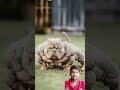 #pitbull doggy ki video🐕