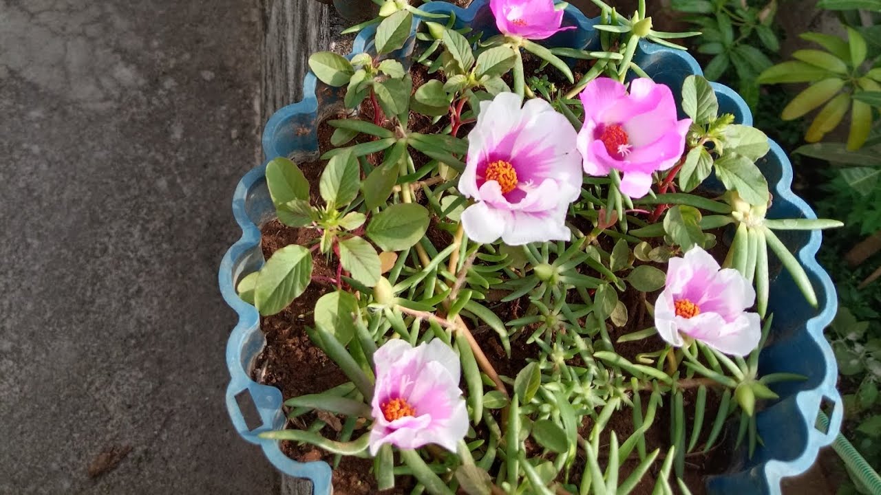 എന്റെ ടെറസിലെ പച്ചക്കറി തോട്ടം നിങ്ങൾ കണ്ടു നോക്കൂ| 