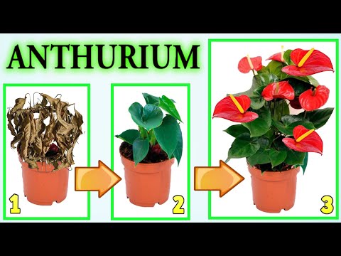 Video: Si të rritet një kaktus nga farat: rregullat e mbjelljes, përqindja e mbirjes, tiparet e lotimit dhe kujdesi i luleve