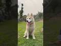 #viral #dogbreed #dog #siberianhusky #huskydog #husky #dogshorts #doglife #pets #shortsfeed #woof