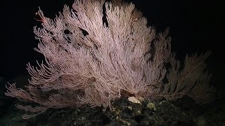 Towering Coral Colonies in the Central Pacific | Nautilus Live