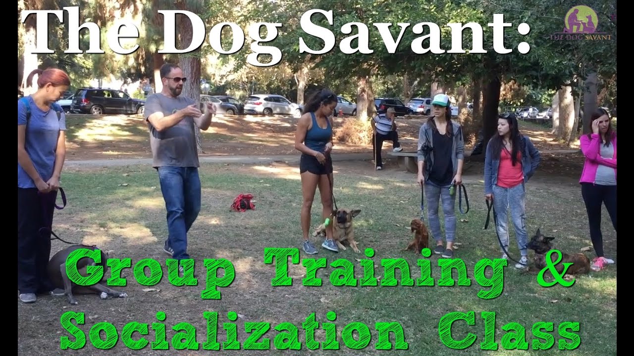 The Dog Savant: Group Training & Socialization Class
