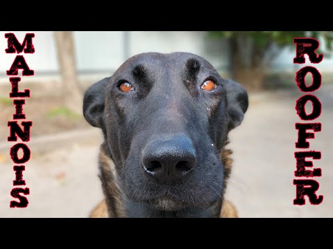 Videó: 20 Tüsszögő kutya arcok annyira nevetséges, hogy soha nem panaszkodik arról, hogy rossz nap újra