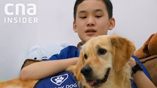 Therapy Dogs Help 12YearOld With Dyslexia Pass PSLE